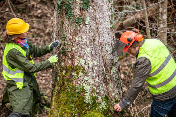 Best Stump Grinding and Removal  in Fort Mill, SC