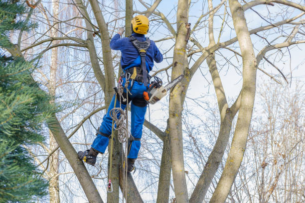 Best Tree Preservation Services  in Fort Mill, SC