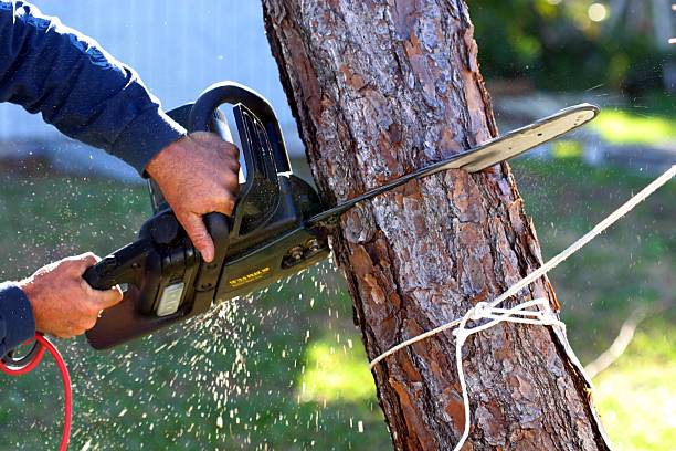 Mulching Services in Fort Mill, SC