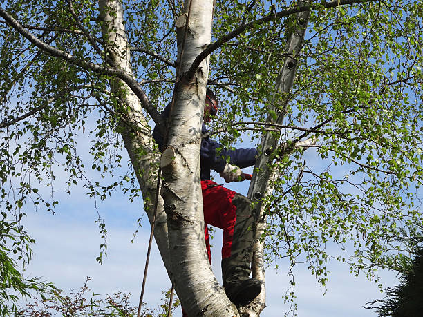 Best Tree Maintenance Programs  in Fort Mill, SC