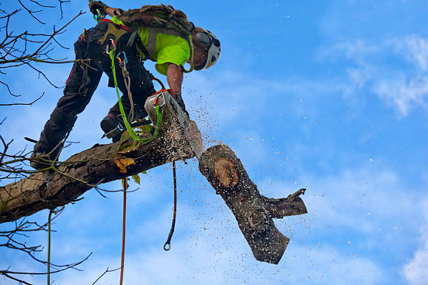 Best Tree Removal Service  in Fort Mill, SC